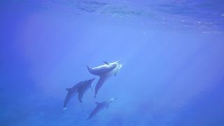 "Les Dauphins et l'Intelligence des Profondeurs"