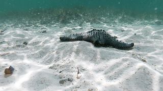 "La Vie Étonnante des Étoiles de Mer : Merveilles de la Faune Marine"