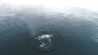 "Baleines Bleues : Les Plus Grands Animaux de la Planète"