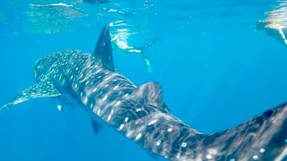 "Le Monde Aquatique : Où la Vie Sous-Marine Devient un Spectacle"