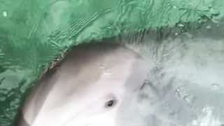 "Dauphins Amicaux : Les Gardiens des Océans"