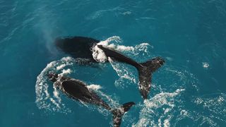 "À la Rencontre des Baleines : Les Habitantes Imposantes des Mers"
