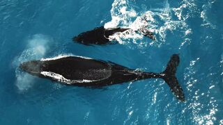 "Baleines à Bosse : Les Chanteuses des Océans"