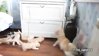 Kittens surprised by their mother