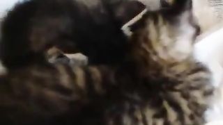 kittens clinging