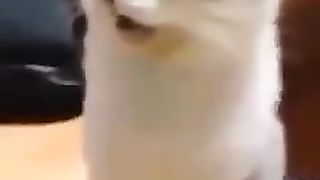 Cat surprised by smell of owner's feet