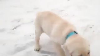 dog running around excited