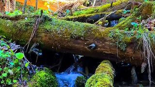 Meaningful_Forest_Sayings_and_Quotes_[Video]_|_Beautiful_locations_nature,_Nature_photography,_Nature_illustration.