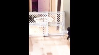The end ???????????? #viral #shorts #funny #fails #humor