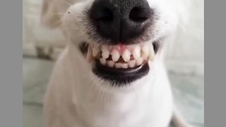 Dogs laughing