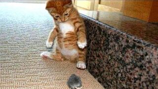 Funniest Cats and Dogs Videos Part 1