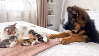German Shepherd Puppy Meets Mom Cat with Newborn Kittens for the First Time 3