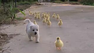 Under the sunset, the dog ran happily with a group of ducklings