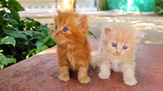 Rescue poor kittens who lost all hopes to see their mama again