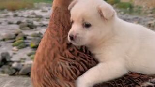 Mother duck carried the puppy home