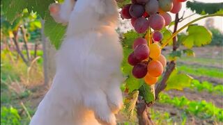 The little white rabbit eats ripe grapes