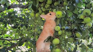 Little rabbit is eating apples in the orchard
