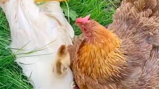 Lazy chicken dad