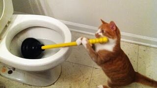 Funniest Cats - Don't try to hold back Laughter  - Funny Cats Life 14