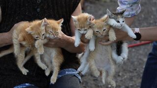 Love those little cats