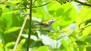 Tailor bird: Darzi parinda