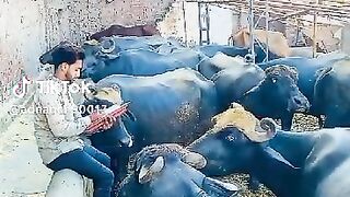 classroom main hajri lag Rahi Hai new funny video