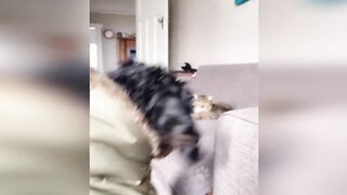 Le plus Chat drole 2023???? Animaux drole de l'été 2023