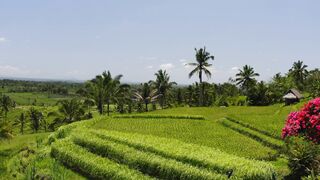 "Bali : Un Mélange de Nature, de Culture et d'Aventure"