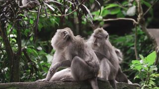 "Bali en 7 Jours : Un Itinéraire Inoubliable"