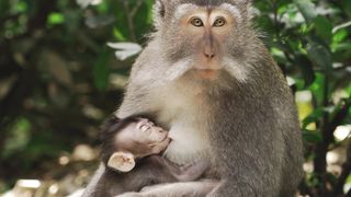 "Rêve Balinais : L'Évasion Parfaite à Bali"