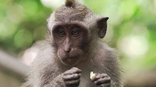 "Rencontre avec la Faune Sauvage : Les Trésors de la Nature"