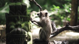 "Le Monde Secret des Animaux Sauvages : Plongée dans la Vie Animale"