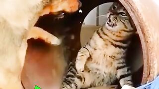 Cats and dogs