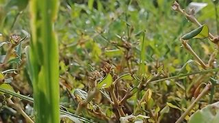 Video Nature 4K | Earth View | Peaceful View | Calming | Relaxation