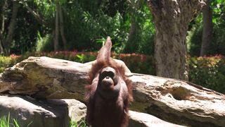 "Dans l'Intimité des Animaux Sauvages : Une Exploration Fascinante" 2