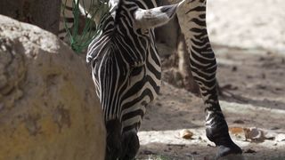 "À la Rencontre des Animaux Insolites : Une Odyssée de la Faune" 2