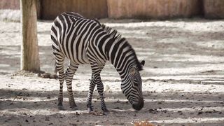 "À la Poursuite des Animaux Sauvages : Une Aventure Extraordinaire"