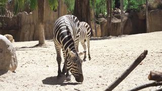 "Le Monde Secret des Animaux Sauvages : Plongée dans la Vie Animale" 2