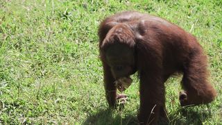 "Les trésors cachés de Bali : La diversité de sa faune"