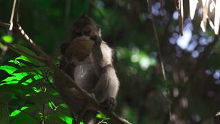 "À la Poursuite des Animaux Sauvages : Une Aventure Extraordinaire" 2