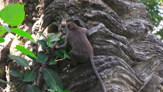 "Majestueuses Créatures : Les Animaux Sauvages du Monde"