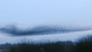Murmuration of Starling | Natural View | Scenery | Calm Nature