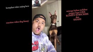 Funny dog| Anjing lucu #funny #pebspot @komedian17