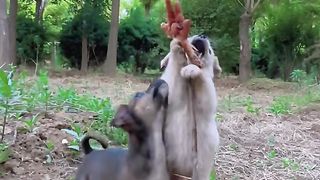 Two little dogs scrambled to eat chicken feet