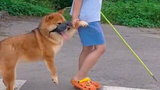 The little boy wants to train the puppy to be a guide dog