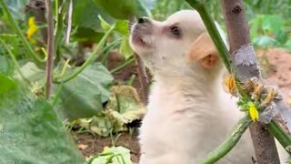 Piggy snuck into the garden and took a bite of a cucumber