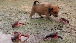 When the dog meets the crayfish