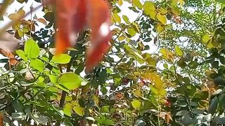Best View | Ambient Study Nature to Concentrate | Relaxing Video | shortsvideo