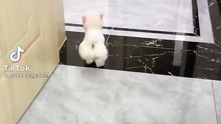 Little pet do the same like man