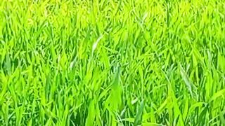 BreathTaking Nature on Planet Earth | Relaxing View | Green Nature | shortsvideo
